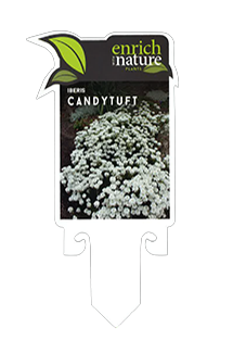 Iberis label.png